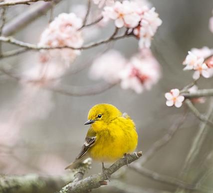 A small yellow bird on a blooming tree
